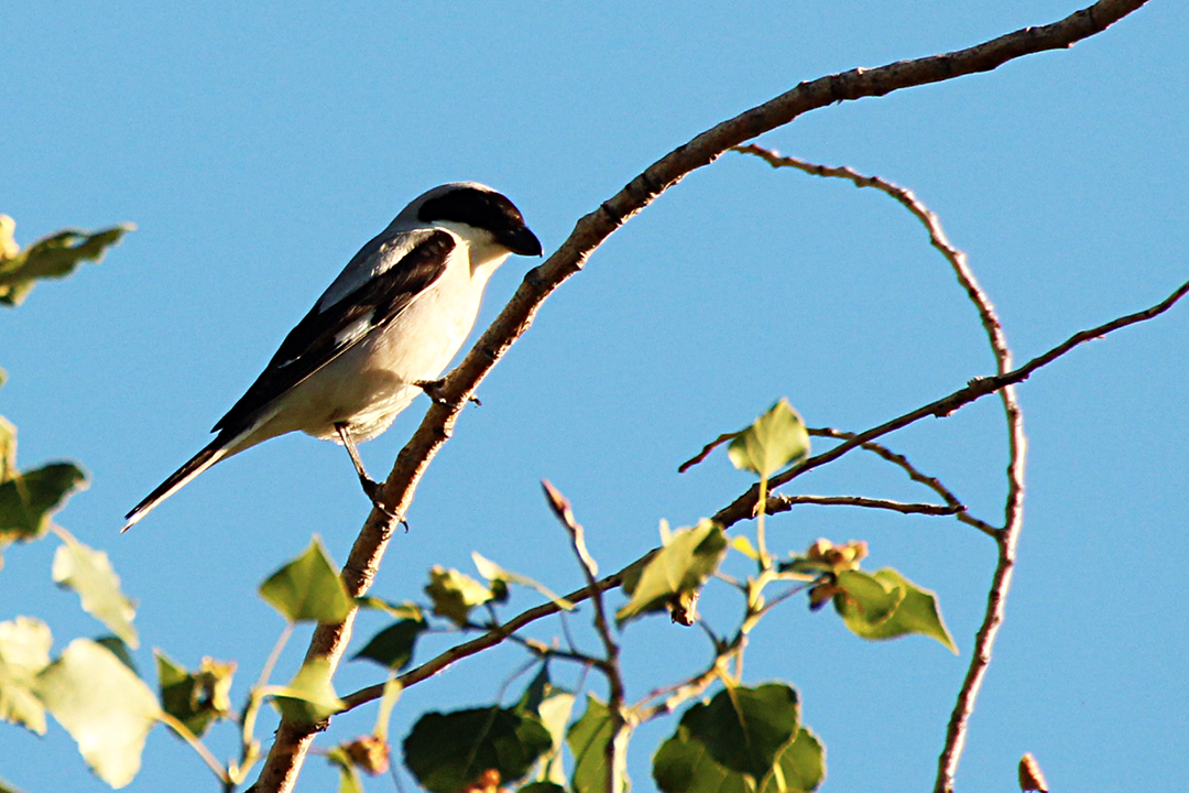 Lesser Gray Shrike